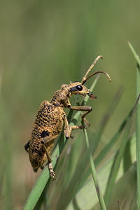 Rhagium mordax (Cerambycidae)  - Rhagie suspicieuse, Rhagie mordante Aisne [France] 11/05/2013 - 70m