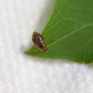 Rhyzobius chrysomeloides (Coccinellidae)  Nord [France] 26/05/2013 - 20m