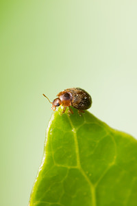 Rhyzobius chrysomeloides (Coccinellidae)  Nord [France] 26/05/2013 - 20m