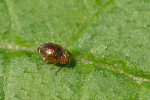 Rhyzobius litura (Coccinellidae)  Nord [France] 26/05/2013 - 20m