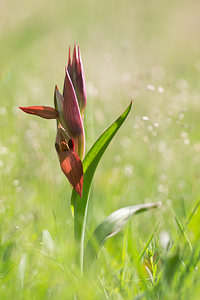 Serapias vomeracea (Orchidaceae)  - Sérapias en soc, Sérapias à labelle long, Sérapias à labelle allongé Aude [France] 01/05/2013 - 50m