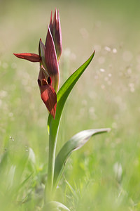 Serapias vomeracea (Orchidaceae)  - Sérapias en soc, Sérapias à labelle long, Sérapias à labelle allongé Aude [France] 01/05/2013 - 50m