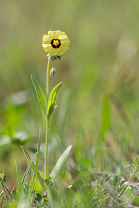 Tuberaria guttata (Cistaceae)  - Tubéraire tachetée, Hélianthème taché, Grille-midi, Hélianthème tacheté - Spotted Rock-rose Aude [France] 01/05/2013 - 50m