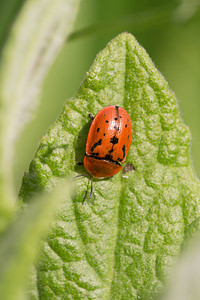 Cassida murraea (Chrysomelidae)  - Fleabane Tortoise Beetle Nord [France] 02/06/2013 - 40m