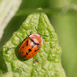 Cassida murraea (Chrysomelidae)  - Fleabane Tortoise Beetle Nord [France] 02/06/2013 - 40m