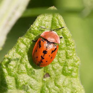 Cassida murraea (Chrysomelidae)  - Fleabane Tortoise Beetle Nord [France] 02/06/2013 - 40m