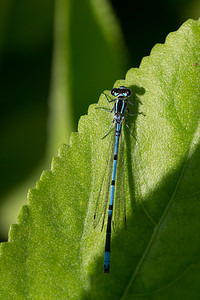 Coenagrion puella (Coenagrionidae)  - Agrion jouvencelle - Azure Damselfly Nord [France] 02/06/2013 - 40m