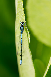 Coenagrion puella (Coenagrionidae)  - Agrion jouvencelle - Azure Damselfly Nord [France] 02/06/2013 - 40m