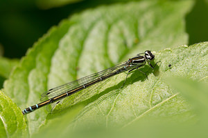 Coenagrion puella (Coenagrionidae)  - Agrion jouvencelle - Azure Damselfly Nord [France] 02/06/2013 - 40m