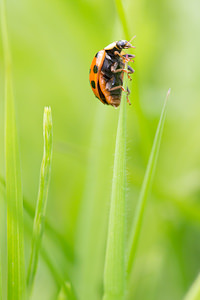 Harmonia axyridis (Coccinellidae)  - Coccinelle asiatique, Coccinelle arlequin - Harlequin ladybird, Asian ladybird, Asian ladybeetle Nord [France] 02/06/2013 - 40m