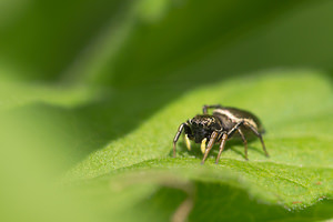 Heliophanus aeneus (Salticidae)  Nord [France] 02/06/2013 - 40m