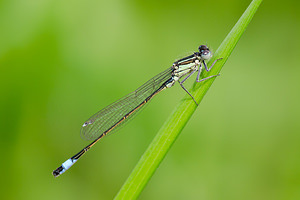 Ischnura elegans (Coenagrionidae)  - Agrion élégant - Blue-tailed Damselfly Nord [France] 02/06/2013 - 40m