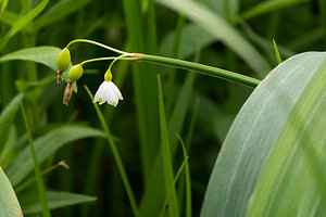 Leucojum aestivum (Amaryllidaceae)  - Nivéole d'été - Summer Snowflake Nord [France] 02/06/2013 - 40mJardin botanique du conservatoire de Bailleul