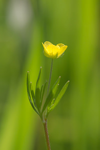 Ranunculus arvensis (Ranunculaceae)  - Renoncule des champs, Chausse-trappe des blés - Corn Buttercup Nord [France] 02/06/2013 - 40mJardin du conservatoire Bailleul