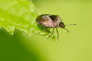 Stagonomus venustissimus (Pentatomidae)  Nord [France] 02/06/2013 - 40mvit sur les ?piaires des bois