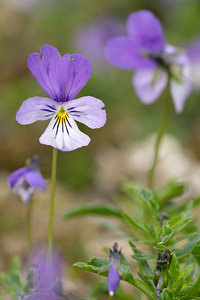 Viola hispida (Violaceae)  - Violette hispide, Violette de Rouen, Pensée de Rouen Nord [France] 02/06/2013 - 40mJardin botanique du conservatoire de Bailleul