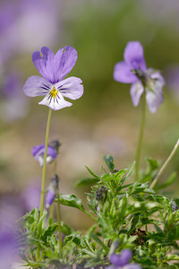 Viola hispida (Violaceae)  - Violette hispide, Violette de Rouen, Pensée de Rouen Nord [France] 02/06/2013 - 40mJardin botanique du conservatoire de Bailleul