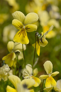 Viola lutea subsp. calaminaria (Violaceae)  - Violette calaminaire, Pensée calaminaire Nord [France] 02/06/2013 - 40mJardin du conservatoire Bailleul. Metallophyte.