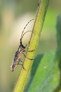 Agapanthia villosoviridescens (Cerambycidae)  - Aiguille marbrée Pas-de-Calais [France] 21/07/2013 - 40m