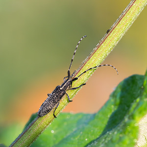 Agapanthia villosoviridescens (Cerambycidae)  - Aiguille marbrée Pas-de-Calais [France] 21/07/2013 - 40m