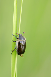 Amphimallon atrum (Scarabaeidae)  Marne [France] 07/07/2013 - 140m