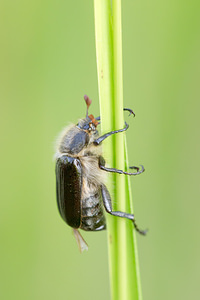 Amphimallon atrum (Scarabaeidae)  Marne [France] 07/07/2013 - 140m