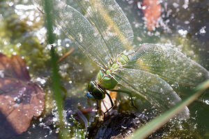 Anax imperator (Aeshnidae)  - Anax empereur - Emperor Dragonfly Nord [France] 21/07/2013 - 20m