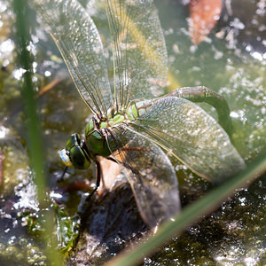Anax imperator (Aeshnidae)  - Anax empereur - Emperor Dragonfly Nord [France] 21/07/2013 - 20m