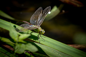 Anax imperator (Aeshnidae)  - Anax empereur - Emperor Dragonfly Nord [France] 21/07/2013 - 20m