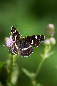 Araschnia levana (Nymphalidae)  - Carte géographique, Jaspé - Map Meuse [France] 27/07/2013 - 330m