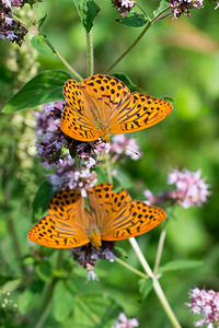 Argynnis paphia (Nymphalidae)  - Tabac d'Espagne, Nacré vert, Barre argentée, Empereur - Silver-washed Fritillary Meuse [France] 27/07/2013 - 330m