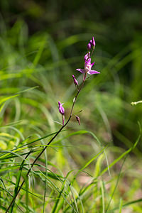 Cephalanthera rubra (Orchidaceae)  - Céphalanthère rouge, Elléborine rouge - Red Helleborine Marne [France] 07/07/2013 - 160m