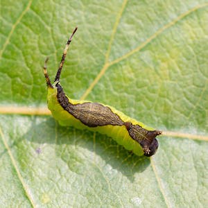 Cerura vinula (Notodontidae)  - Grande Queue-Fourchue - Puss Moth Nord [France] 14/07/2013 - 10m