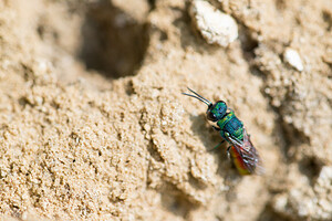 Chrysis  (Chrysididae)  Marne [France] 06/07/2013 - 210mPseudospinolia neglecta ?