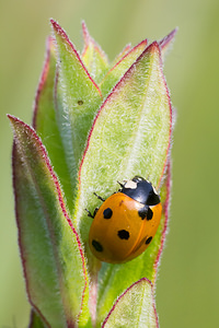 Coccinella septempunctata (Coccinellidae)  - Coccinelle à 7 points, Coccinelle, Bête à bon Dieu - Seven-spot Ladybird Nord [France] 14/07/2013 - 10m