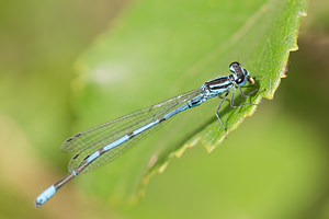 Coenagrion puella (Coenagrionidae)  - Agrion jouvencelle - Azure Damselfly Aisne [France] 28/07/2013 - 70m