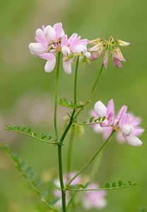 Coronilla varia (Fabaceae)  - Coronille variée, Coronille changeante, Coronille bigarrée, Sécurigère bigarrée, Sécurigère variée - Crown Vetch Marne [France] 05/07/2013 - 210m