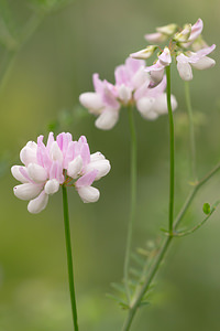 Coronilla varia (Fabaceae)  - Coronille variée, Coronille changeante, Coronille bigarrée, Sécurigère bigarrée, Sécurigère variée - Crown Vetch Marne [France] 05/07/2013 - 210m