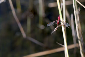 Crocothemis erythraea (Libellulidae)  - Crocothémis écarlate - Scarlet Dragonfly Nord [France] 21/07/2013 - 20m