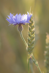 Cyanus segetum (Asteraceae)  - Bleuet des moissons, Bleuet, Barbeau - Cornflower Marne [France] 07/07/2013 - 140m