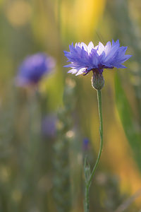 Cyanus segetum (Asteraceae)  - Bleuet des moissons, Bleuet, Barbeau - Cornflower Marne [France] 07/07/2013 - 140m