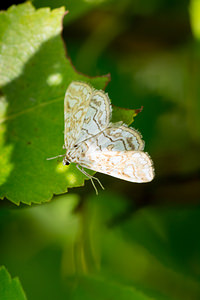 Elophila nymphaeata (Crambidae)  - Hydrocampe du Potamogéton - Brown China-mark Aisne [France] 28/07/2013 - 70m