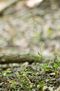 Epipactis microphylla (Orchidaceae)  - Épipactide à petites feuilles, Épipactis à petites feuilles Marne [France] 07/07/2013 - 160m