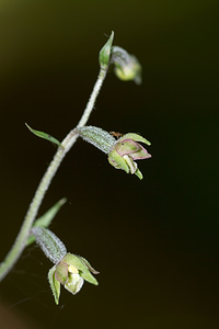 Epipactis microphylla (Orchidaceae)  - Épipactide à petites feuilles, Épipactis à petites feuilles Marne [France] 07/07/2013 - 170m