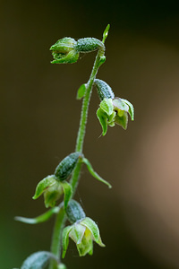 Epipactis microphylla (Orchidaceae)  - Épipactide à petites feuilles, Épipactis à petites feuilles Marne [France] 07/07/2013 - 170m