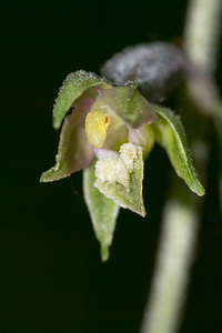 Epipactis microphylla (Orchidaceae)  - Épipactide à petites feuilles, Épipactis à petites feuilles Marne [France] 07/07/2013 - 170m