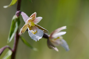 Epipactis palustris (Orchidaceae)  - Épipactis des marais - Marsh Helleborine Marne [France] 05/07/2013 - 160m