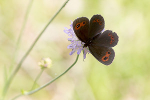 Erebia aethiops (Nymphalidae)  - Moiré sylvicole - Scotch Argus Meuse [France] 27/07/2013 - 320m