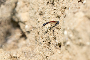 Gasteruption jaculator (Gasteruptiidae)  Marne [France] 06/07/2013 - 210m