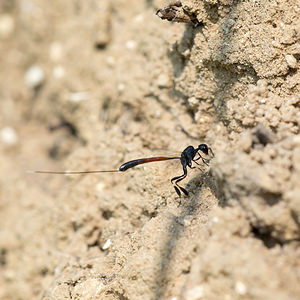 Gasteruption jaculator (Gasteruptiidae)  Marne [France] 06/07/2013 - 210m